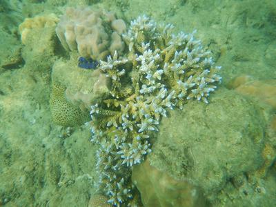 Corals discovered while snorkelling