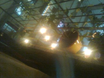 Lamps glittering at Diwali. Pic/Sneha Subramanian Kanta