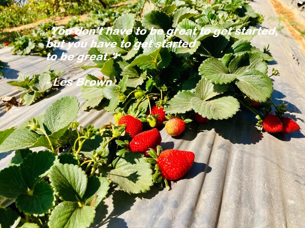 quotes-l-writing