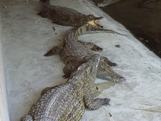 Bagamoyo crocodiles