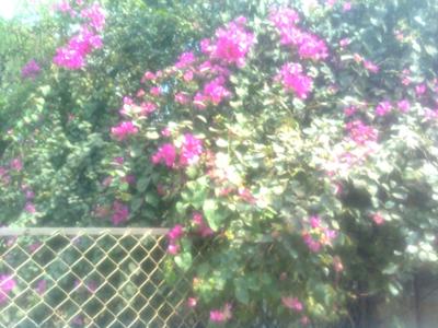 Bougainvilleas. Pic/Sneha Subramanian Kanta