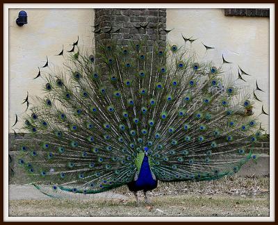 The Beautiful Peacock The Beautiful Peacock