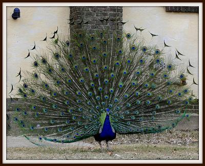 The Beautiful Peacock