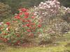 Flowers in Yamthang Valley