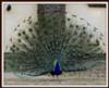 peacock dancing