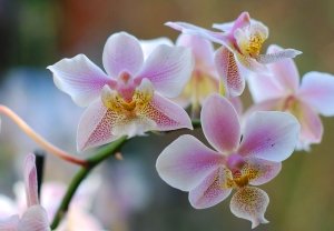 Blessed bounty of flowers...innocence still intact...