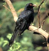 Indian cuckoo-koel